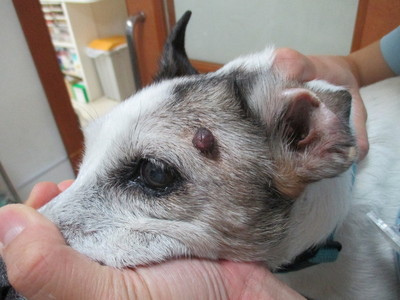 基礎疾患を抱えた犬の形質細胞腫に対する無麻酔での結紮処置