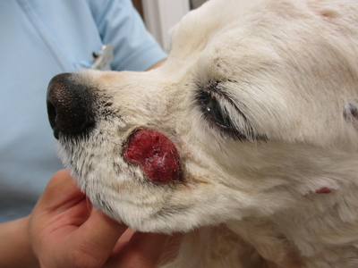 犬の全身に多発する脂腺腫瘍　体表腫瘍　外科切除　　　　　　　　レオどうぶつ病院　腫瘍科