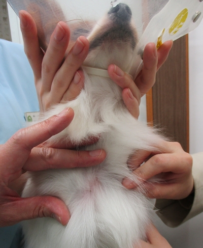 ふるさと村の散歩で小型犬にマダニが吸着　青葉区　レオどうぶつ病院　寺家町　鴨志田町　たちばな台　奈良町　