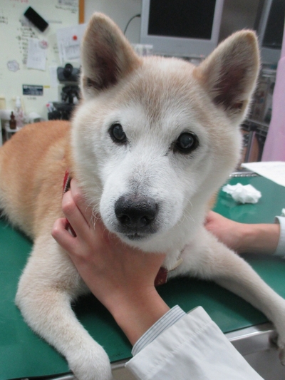 肛門周囲のしこりの増大と出血により手術を行った15歳齢の柴犬