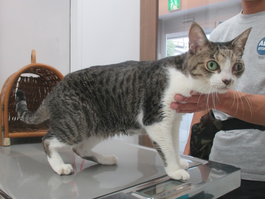 猫の鼻が腫れた　リンパ腫　レオどうぶつ病院腫瘍科　桂台　みたけ台　桜台