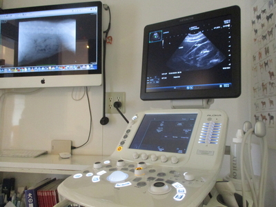 最新のエコー装置を導入しました