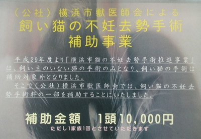 横浜市獣医師会による猫の不妊去勢手術助成のお知らせ　　　　　　レオどうぶつ病院　青葉区　たちばな台　桜台　みたけ台