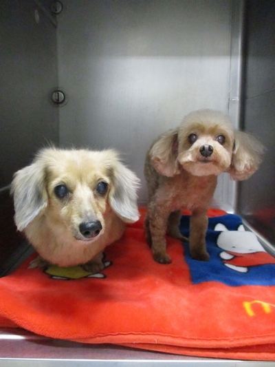 今週のトリミング　ふくちゃん＆ほたるちゃん　レオどうぶつ病院青葉区若草台　奈良町　松風台　大場町