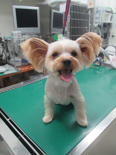 今週のトリミング　ルイちゃん  レオどうぶつ病院青葉区若草台、松風台、大場町、奈良町