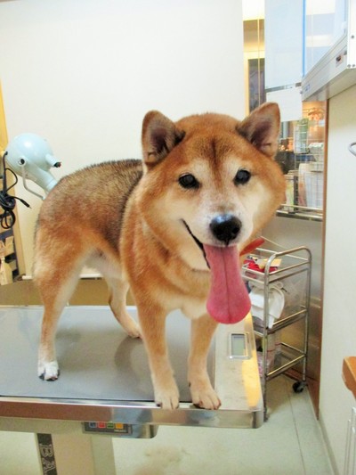 小吉ちゃん 柴犬 柿生駅 レオどうぶつ病院