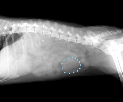 GIST（胃腸管間質細胞腫瘍）が疑われた犬の腹腔内腫瘍　　　　　横浜市青葉区　レオどうぶつ病院　腫瘍科