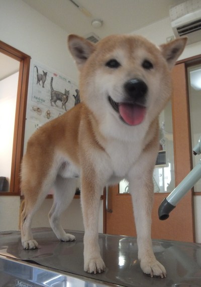 コロちゃん　柴犬　こどもの国駅　レオどうぶつ病院