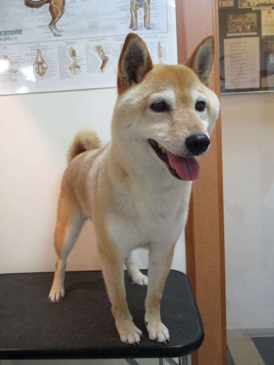 レオどうぶつ病院　今週のグルーミング　きり丸ちゃん