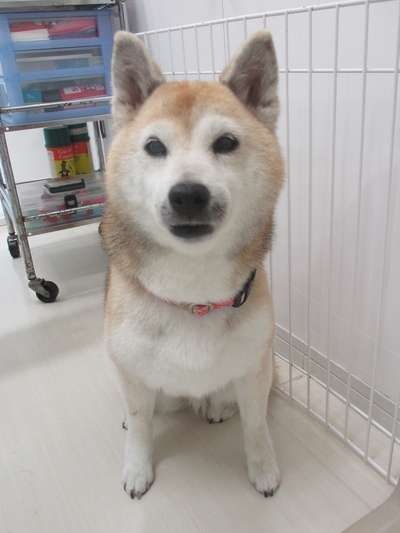 今週のグルーミング　はなちゃん　レオどうぶつ病院青葉区若草台　恩田町　大場町　榎が丘