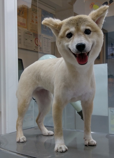 今週のトリミング　ゆずなちゃん　レオどうぶつ病院青葉区若草台　恩田町　榎が丘　町田市三輪町