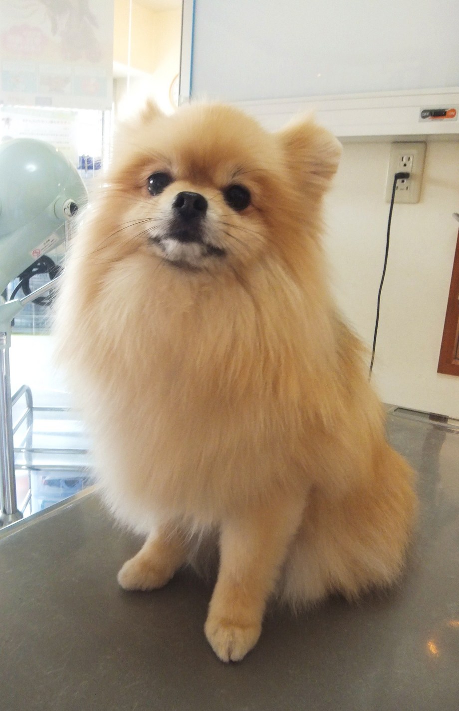 モカちゃん　ポメラニアン　恩田駅　レオどうぶつ病院