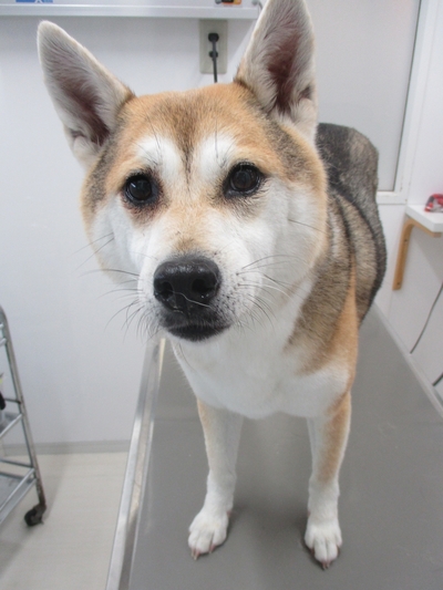 今週のグルーミング　サチちゃん　レオどうぶつ病院青葉区若草台　町田市三輪町　榎が丘　つつじヶ丘