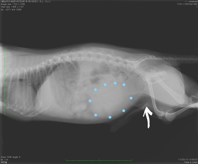 小さな膀胱結石による尿道尿道閉塞により緊急摘出手術した犬　シュウ酸カルシウム