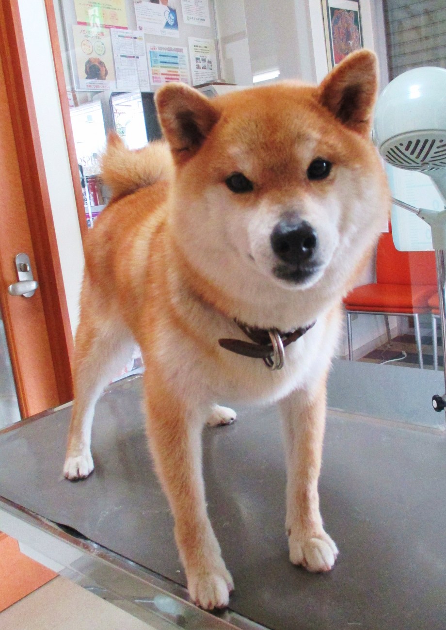 クウちゃん　柴犬　青葉台駅　ﾚｵどうぶつ病院