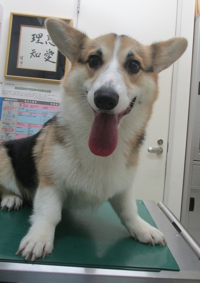 今週のグルーミング　カイちゃん　レオどうぶつ病院青葉区若草台　恩田町　奈良町　町田市三輪町