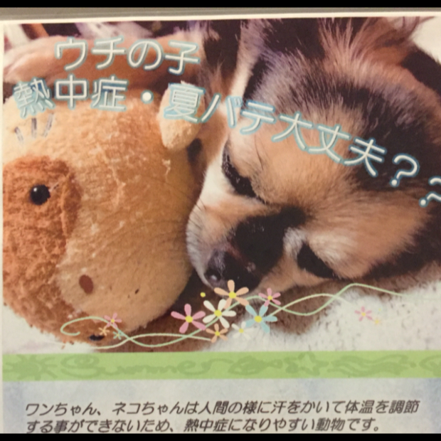 犬の熱中症に注意　動物用経口補水液　　　レオどうぶつ病院　　　青葉区　若草台　桜台　みたけ台　桂台　たちばな台