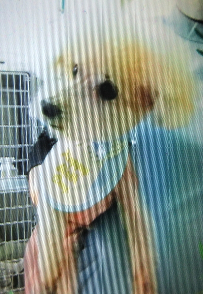 今月のお誕生日　プリンちゃん　レオどうぶつ病院青葉区若草台　大場町　町田市三輪町　しらとり台