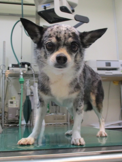 今週のグルーミング　文ちゃん　レオどうぶつ病院青葉区若草台　町田市三輪町　大場町　恩田町