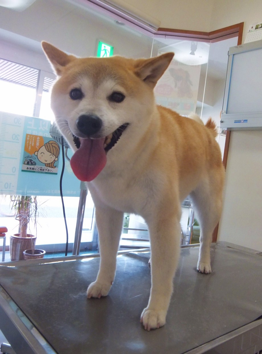 フクちゃん　柴犬　恩田駅　レオどうぶつ病院