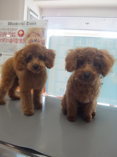 ハナちゃん＆ソラちゃん　トイ・プードル　こどもの国駅　ﾚｵどうぶつ病院