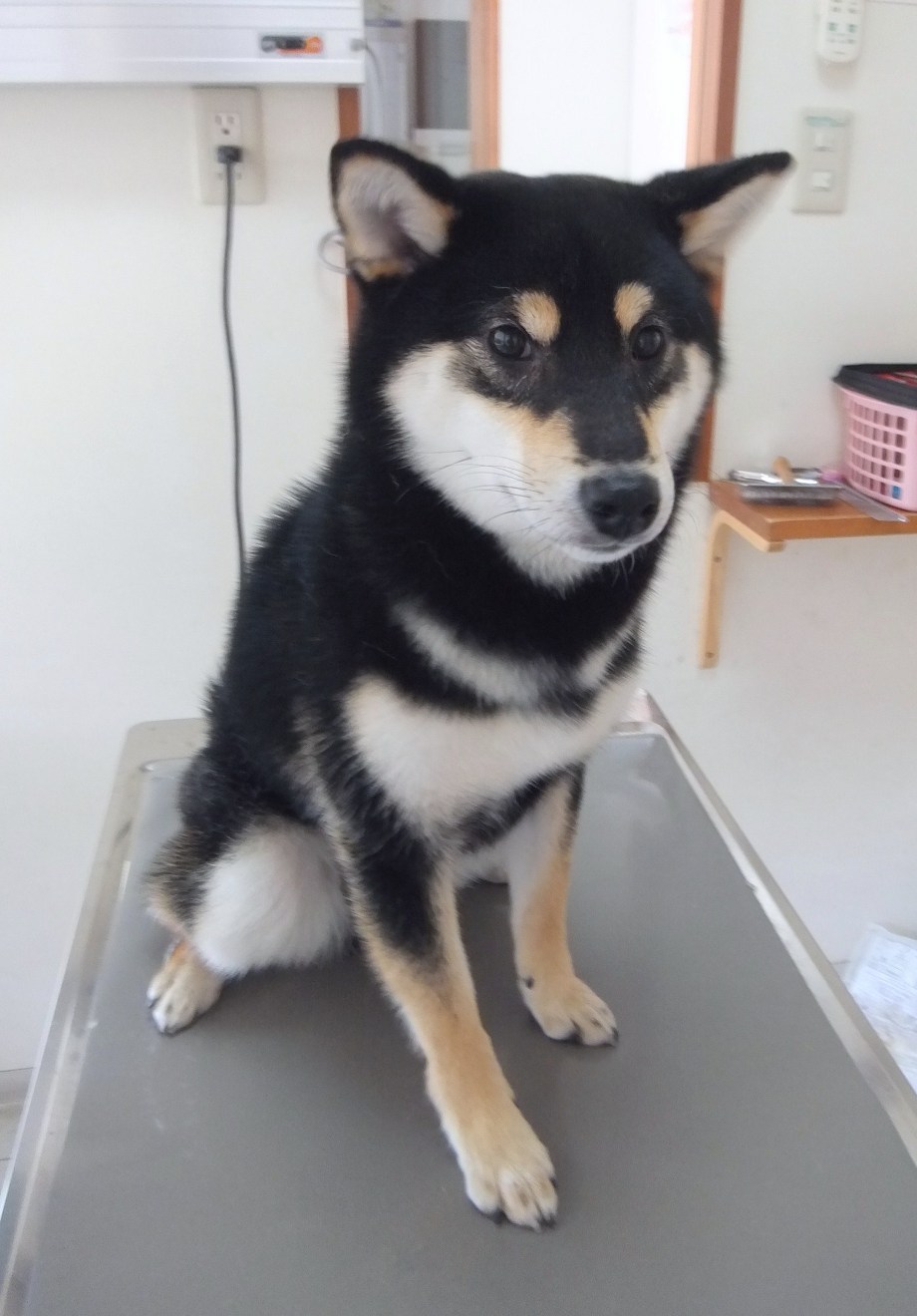 景虎ちゃん　柴犬　こどもの国駅　レオどうぶつ病院