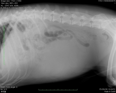 犬の脾臓巨大腫瘤破裂の緊急摘出術　レオどうぶつ病院腫瘍科　　　若草台　桂台　たちばな台　桜台　