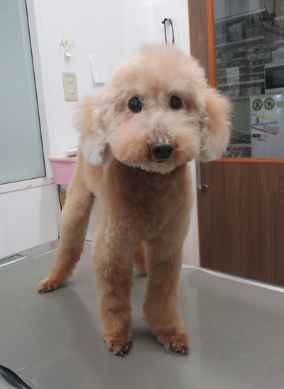 今週のトリミング　ロコちゃん　レオどうぶつ病院青葉区若草台　町田市三輪町　松風台　恩田町