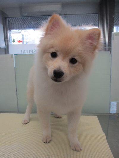 今週のトリミング　シャインちゃん　レオどうぶつ病院青葉区若草台　しらとり台　町田市三輪町　つつじヶ丘