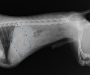 紙おむつを誤食した犬の催吐処置　クレボル