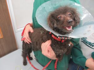 おやつのソーセージをビニールごと飲み込んだ犬の催吐処置