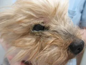 頑固な目ヤニをマイボシャンプーで洗浄　犬の乾性角結膜炎