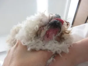 注意喚起　犬の散歩中に野生化したアライグマに襲われました