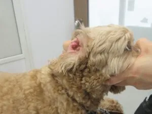 高齢犬の耳介に発生した腫瘤の結紮処置