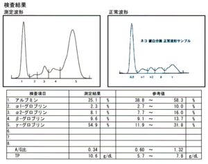 猫のコロナウイルス感染症　FIP　猫伝染性腹膜炎の治療